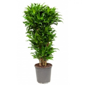 Драцена Компакта