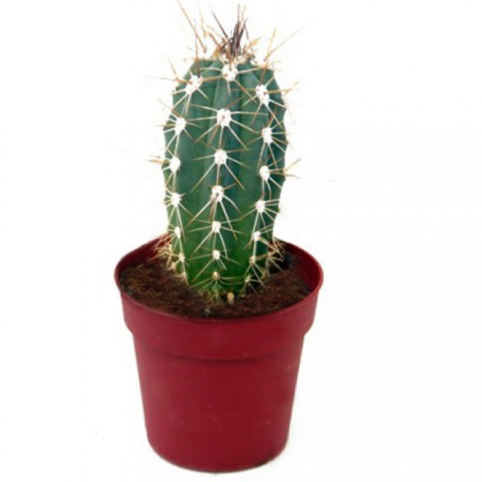 Кактус Кактус