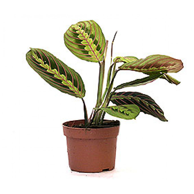 Маранта Маранта