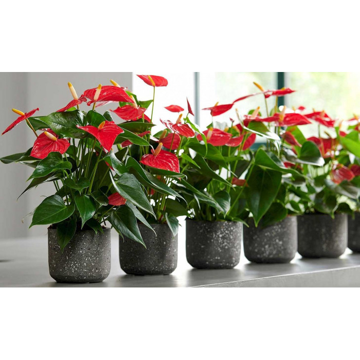 Антуриумы в Ерейментау