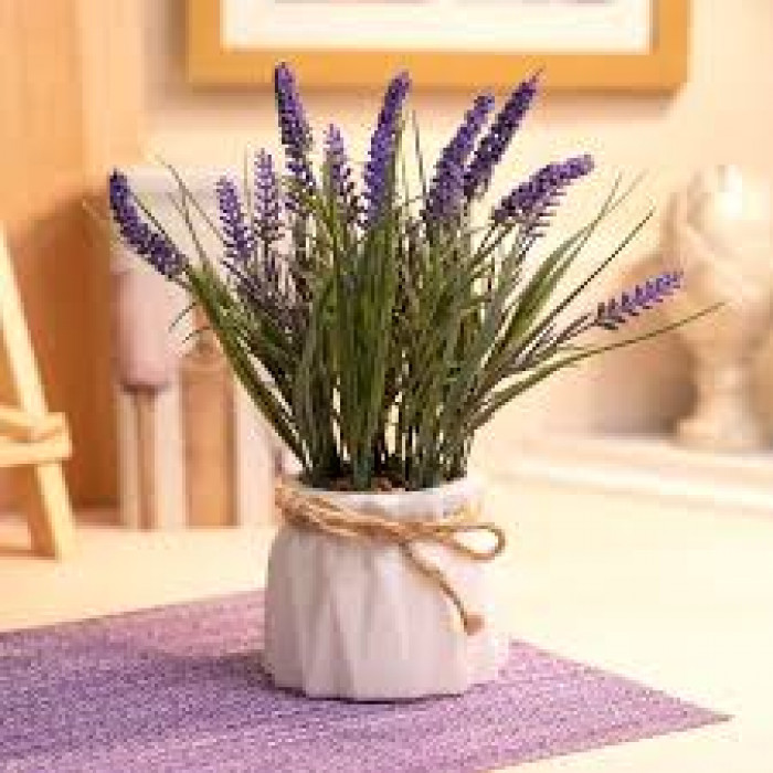 Лаванда в Ерейментау