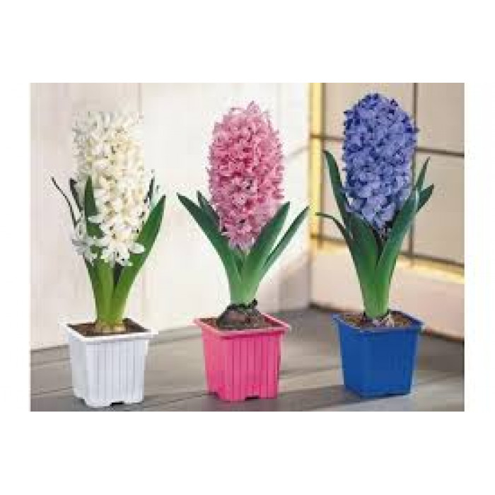 Гиацинты в Ерейментау