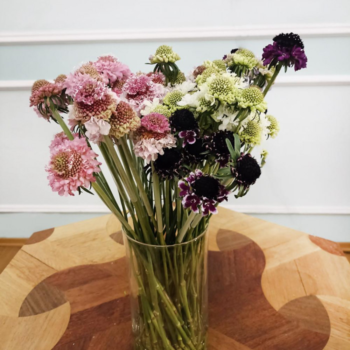 Скобиоза в Ерейментау