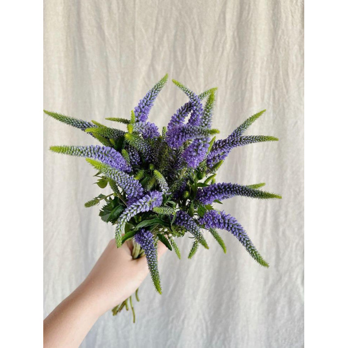 Вероника в Ерейментау