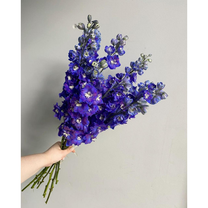 Делфиниум в Ерейментау