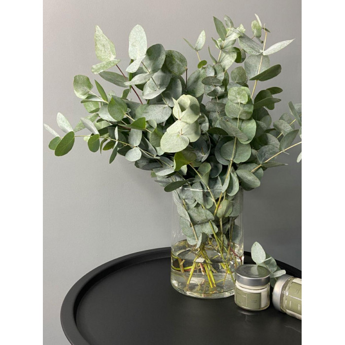 Эвкалипт в Ерейментау