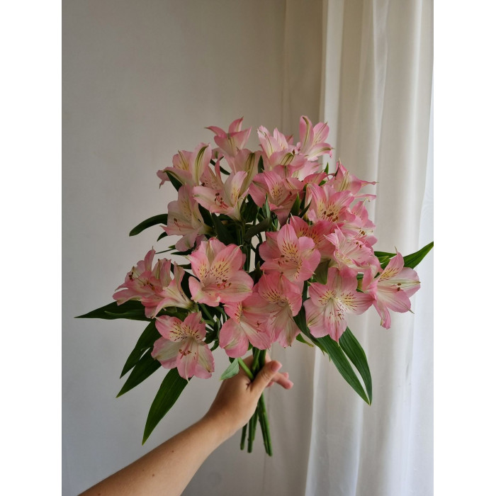 Альпиния в Ерейментау