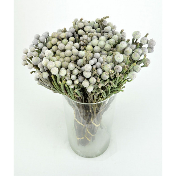 Бруния в Ерейментау