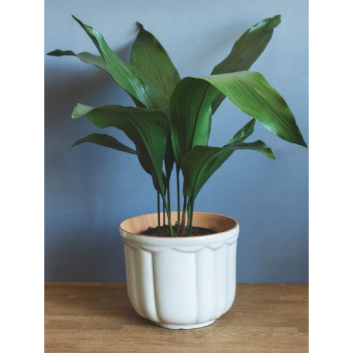 Аспидистра в Ерейментау