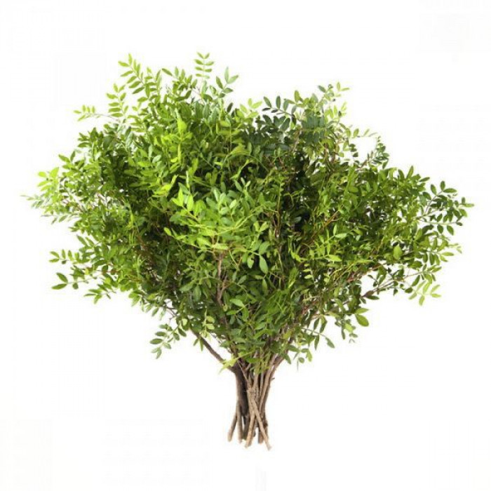 Писташ в Ерейментау