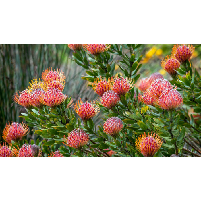 Леукоспермум в Ерейментау