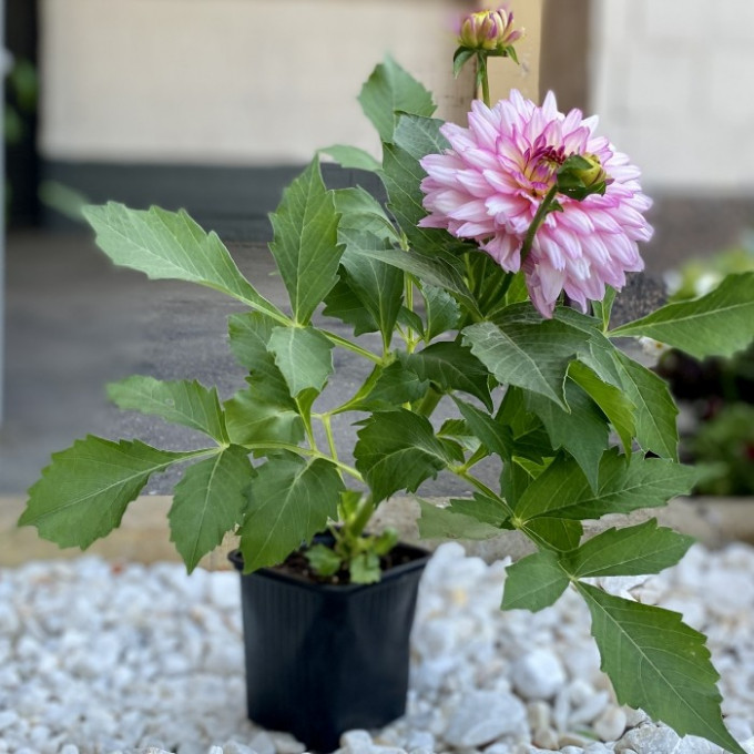 Розовый георгин Розовый георгин