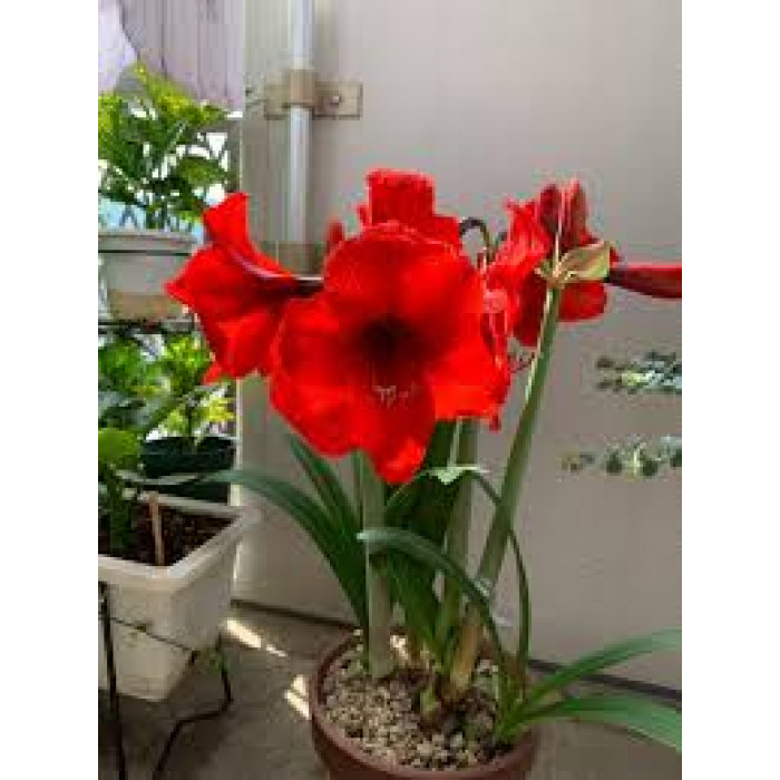 Амариллис в Ерейментау