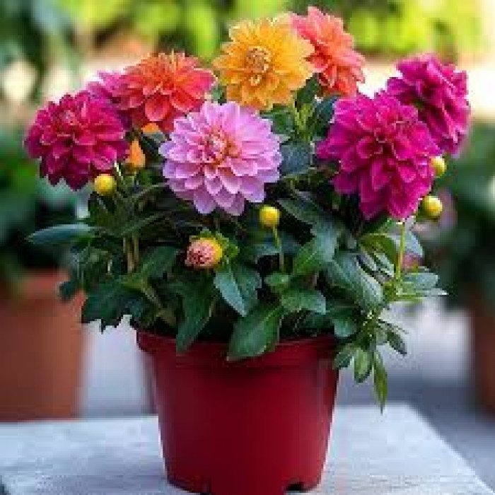 Георгины в Ерейментау