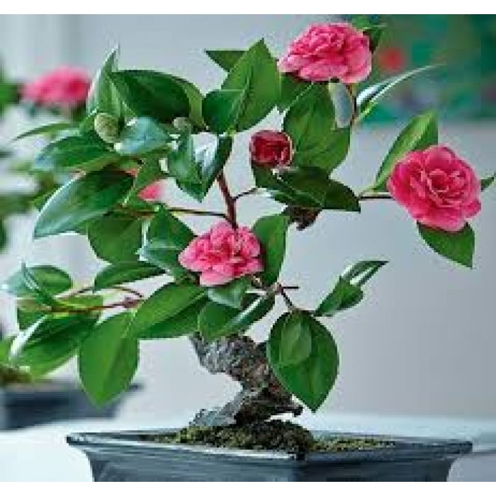 Камелия в Ерейментау