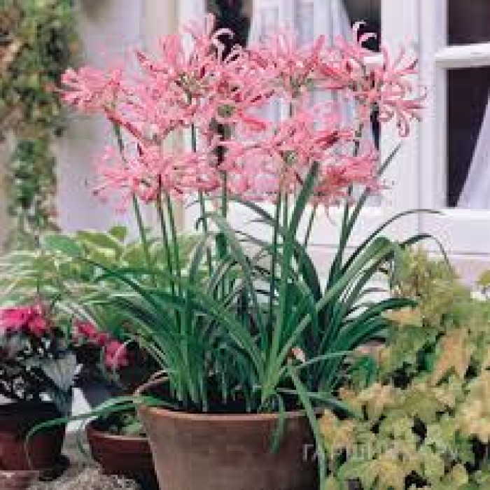 Нерине в Ерейментау