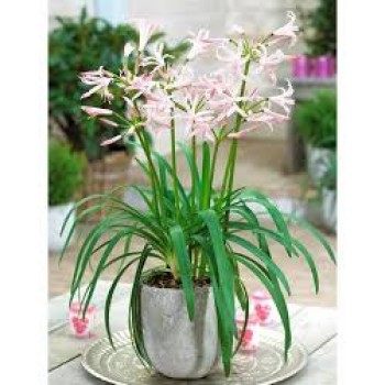 Белое нерине