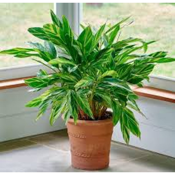 Альпиния в Ерейментау