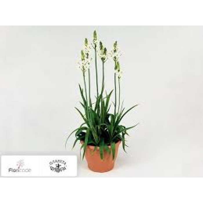 Орнитогалум в Ерейментау