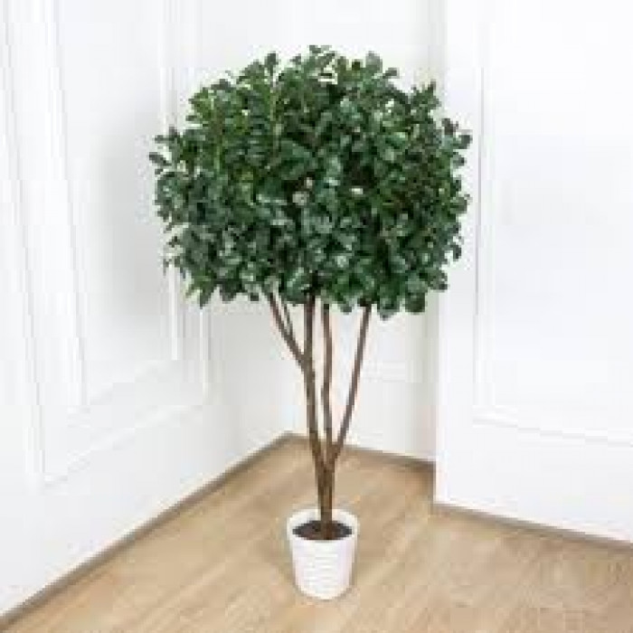 Рускус в Ерейментау