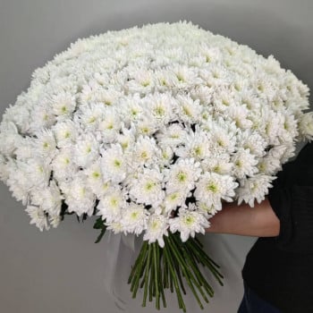 51 белая хризантема