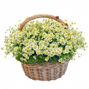 Воздушная корзина из ромашек Воздушная корзина из ромашек